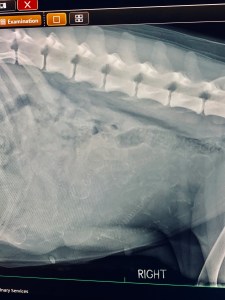 PREGNANCY X-RAY